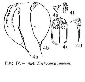 De Smet, W H (1990): Biologisch Jaarboek (Dodonaea) 57 p.70, pl.4, fig.4